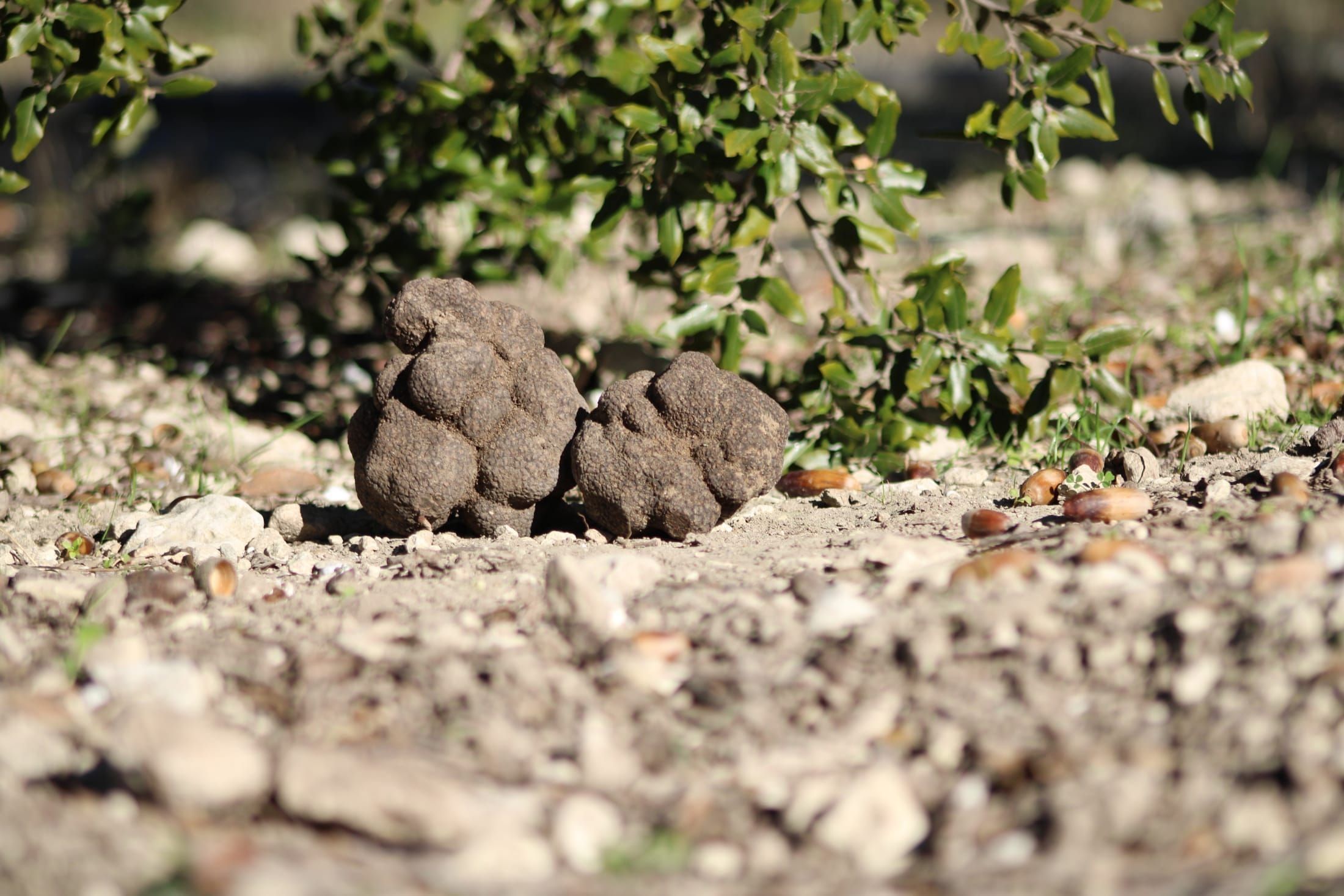 Deux truffes noires posées au pied d’un chêne